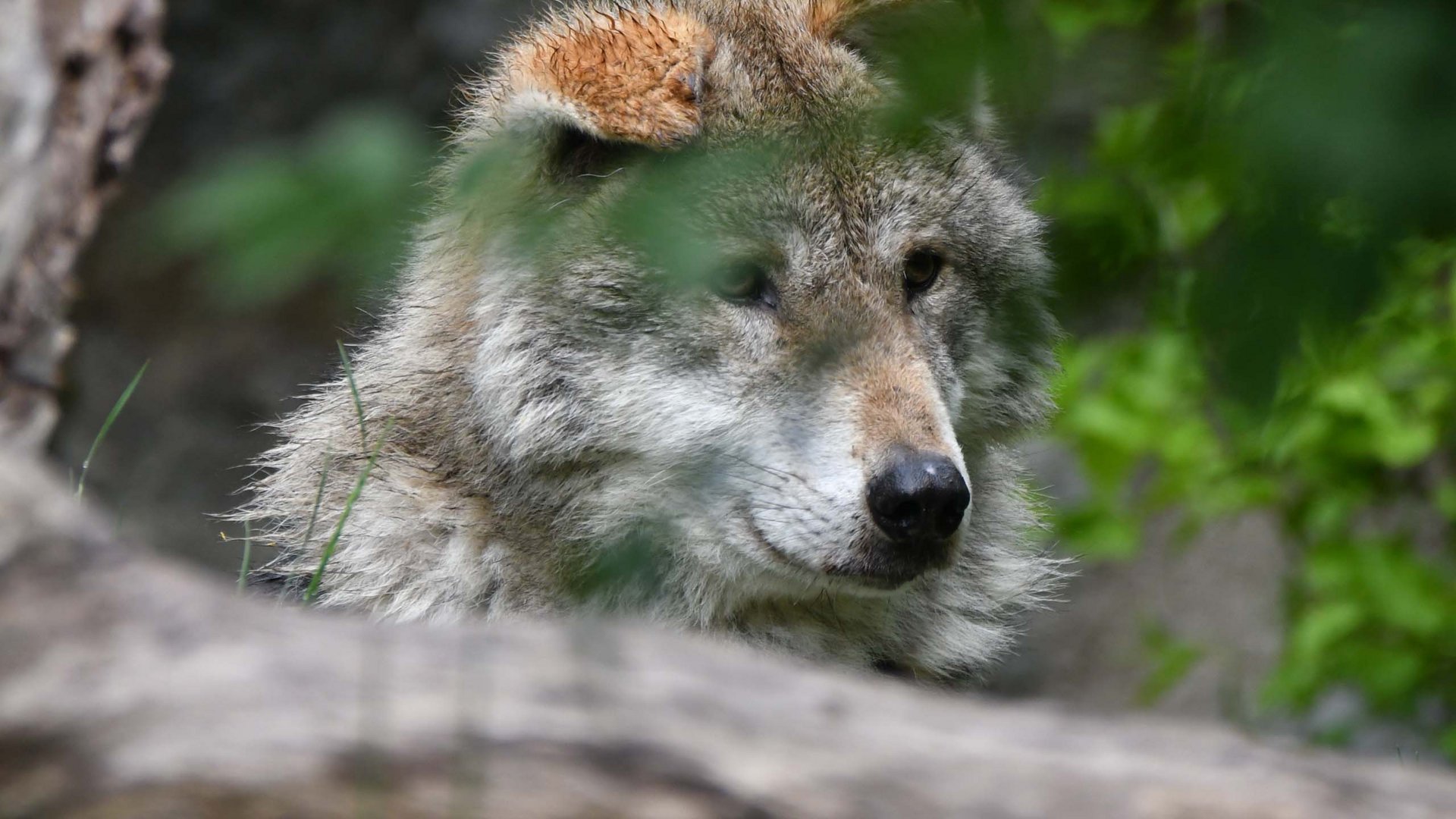 Things to do in Stubaital Wolf peeking from behind a log in the forest