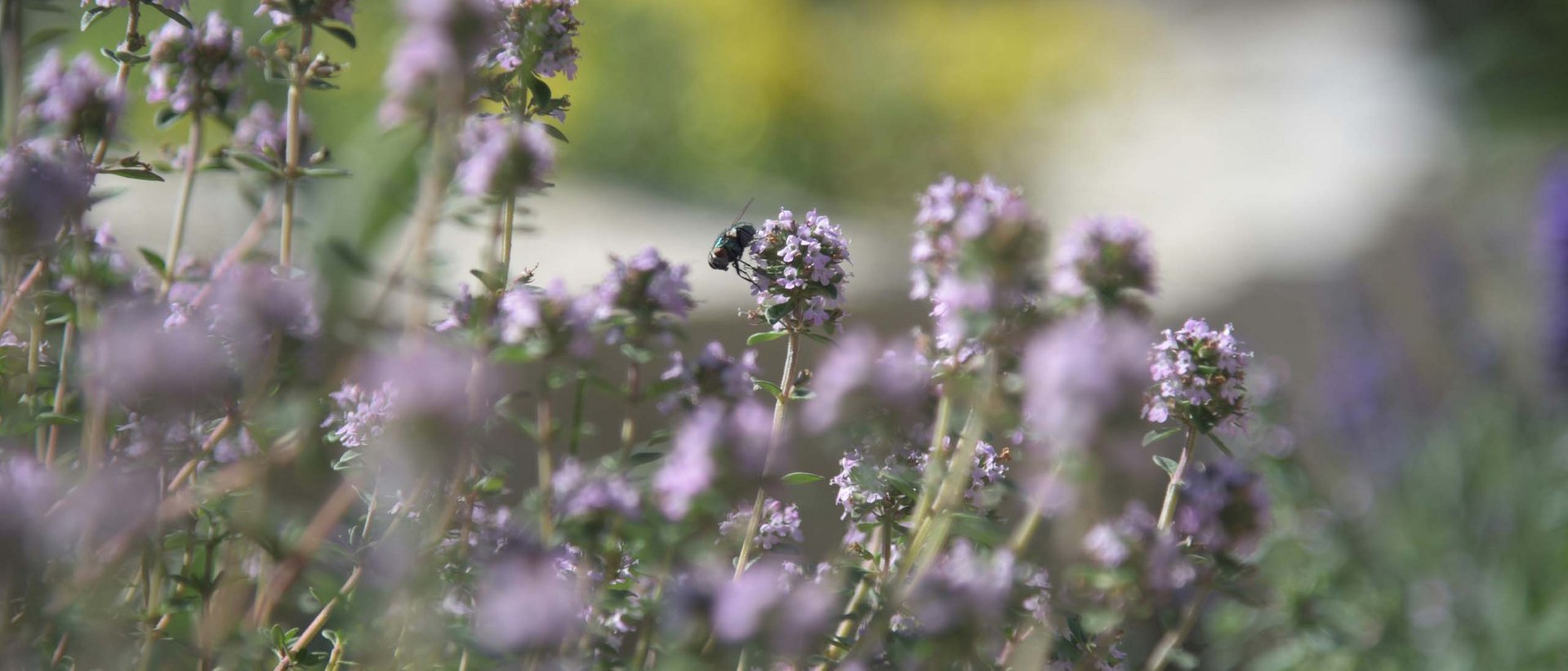 Auf Entdeckungstour durch die alpine Kräuterwelt Biene auf lila Blüten in einem Garten mit verschwommenem Hintergrund