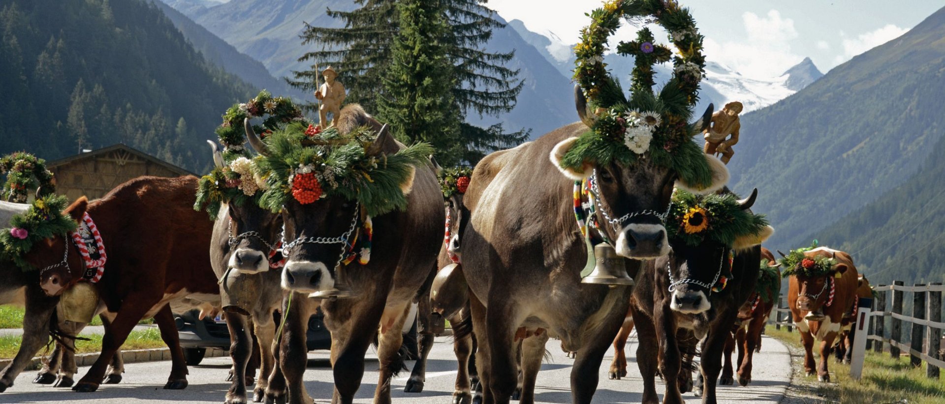 Almabtrieb im Stubaital: Wenn die Kühe wieder ins Tal kommen! Almabtrieb im Stubaital: Wenn die Kühe wieder ins Tal kommen!