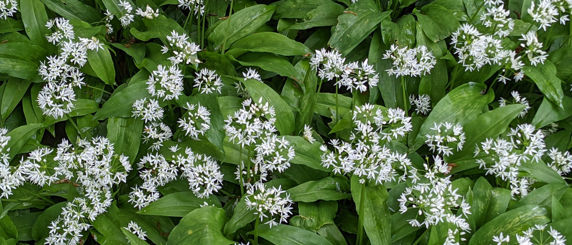 Bärlauch-Tipps Wilder Bärlauch mit grünen Blättern und weißen Blüten im Garten