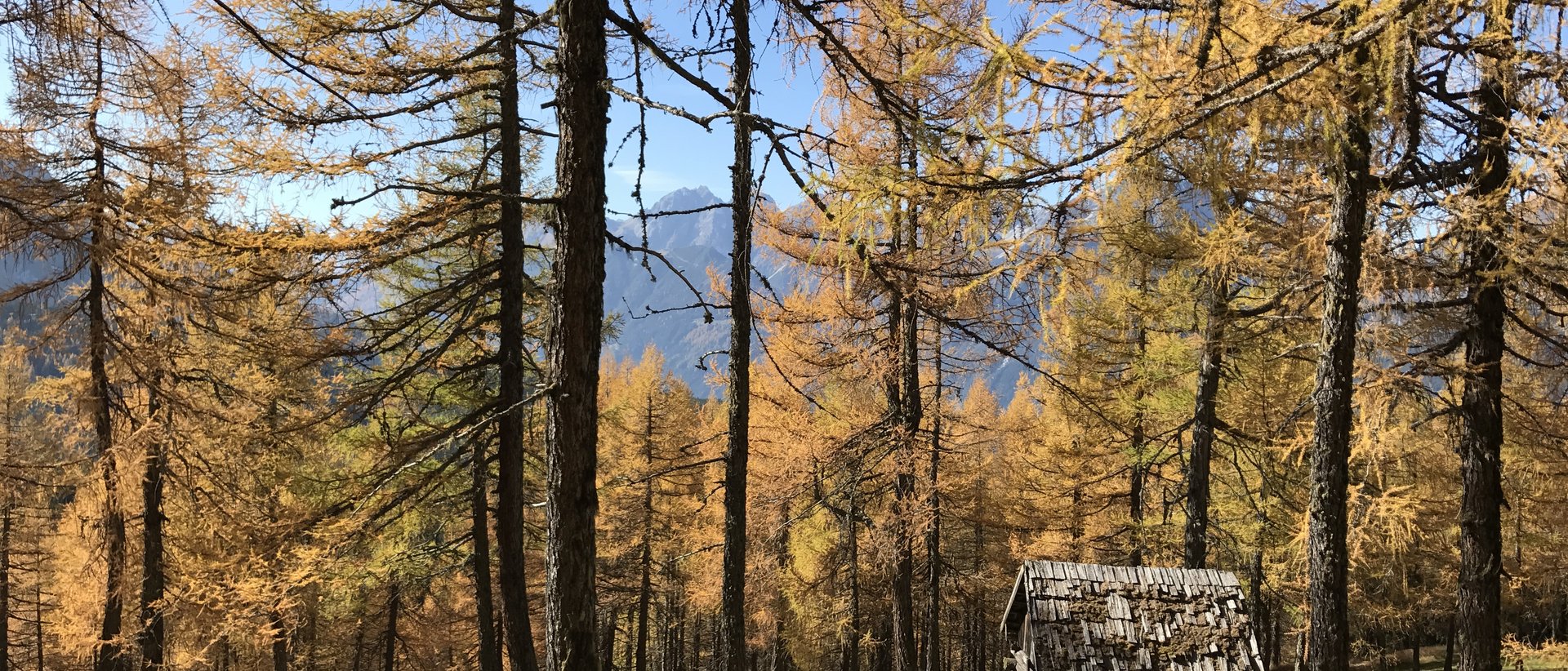 Kulinarische Ausflüge Kleine Hütte im herbstlichen Wald mit gelben Bäumen und Bergen im Hintergrund